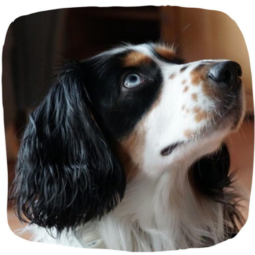 DERHUND_Doris-und-Sky