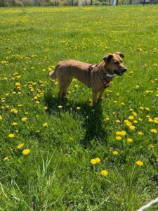 DER HUND Fotowahl Mai 2021 Gewinner