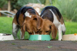 2 Beagle fressen aus einem Napf
