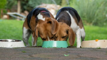 2 Beagle fressen aus einem Napf