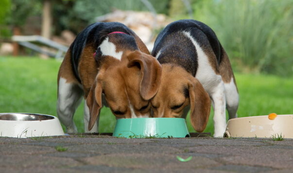 Futterneid und was dahinter steckt 2 Beagle fressen aus einem Napf