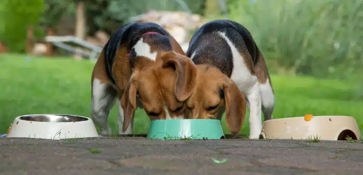 2 Beagle fressen aus einem Napf