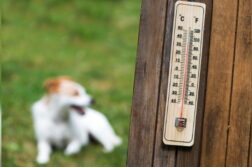 Hund liegt auf Wiese, im Vordergrund ist ein Thermometer zu sehen.