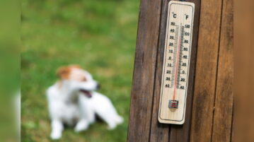 Hund liegt auf Wiese, im Vordergrund ist ein Thermometer zu sehen.