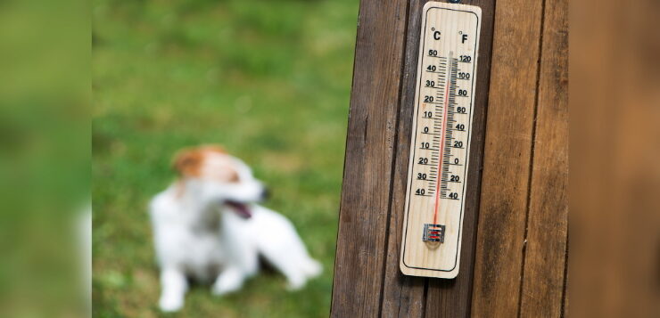 Hund liegt auf Wiese, im Vordergrund ist ein Thermometer zu sehen.