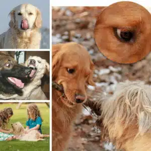 Die Mimik und Körpersprache von Hunden 