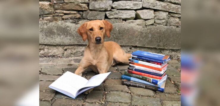 Ein Hund liegt neben einem Bücherstapel und schaut in die Kamera.