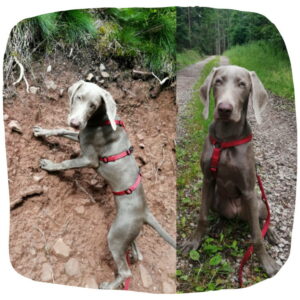 Zweigeteiltes Bild: Links ist Weimaraner-Junghund beim Klettern zu sehen. Rechts sitzt sie auf einem Waldweg.