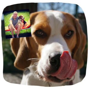 Beagle Scotty leckt sich mit der Zunge über die Nase. Oben rechts ist ein weiteres Foto von ihm mit Frauchen Sarah zu sehen.