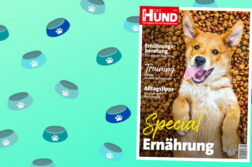 Cover DER HUND Special Ernährung, ein satter junger Hund liegt auf dem Rücken und schaut in die Kamera.