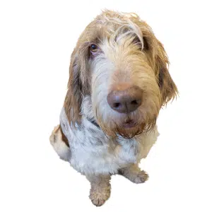 Ein sitzender Spinone Italiano schaut nach oben in die Kamera