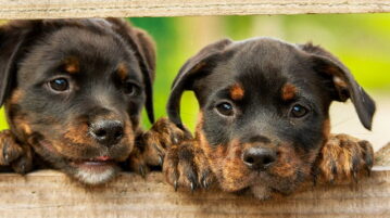 Hundeversicherung – welche Arten gibt es? Zwei Welpen schauen zwischen den Holzlatten eines Zauns hindurch.
