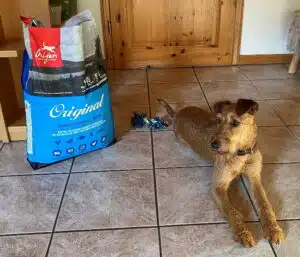 Irish Terrier Arya hat das Trockenfutter von ORIJEN getestet