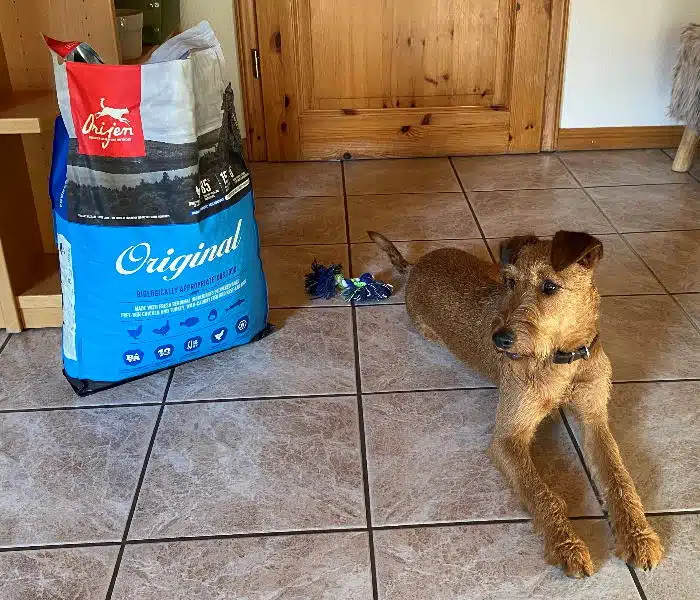 Irish Terrier Arya hat das Trockenfutter von ORIJEN getestet