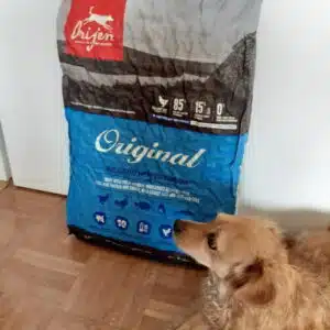 Die kleine Hündin Lucy mit dem Futtersack von ORIJEN