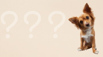 Ein kleiner Hund schaut mit schief gelegtem Kopf die Betrachter an. Links neben ihn sind 3 Fragezeichen zu sehen.