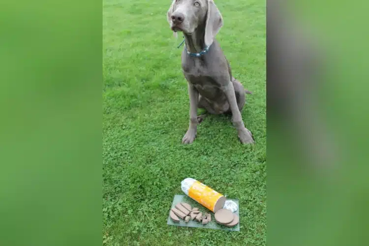 Die junge Weimaraner-Hündin Neila sitzt auf einer Wiese. Vor ihr liegt auf einem Schneidebrett eine aufgeschnittene Purbello HundeRolle.