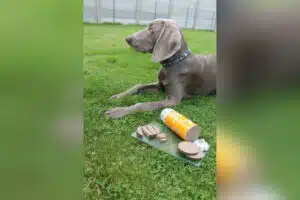 Weimaraner Neila und die HundeRolle mit dem gelben Etikett