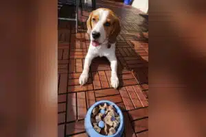 Beagle Scotty liegt hinter seinem gefüllten Napf.
