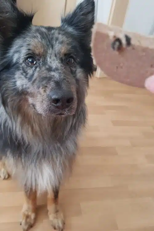 Der Alttdeutsche Hütehund Willy schaut ein Stück Wurst an, das vor ihm in der Luft gehalten wird.