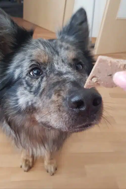 Willy streckt die Nase zum hingehaltenen Futterstückchen.