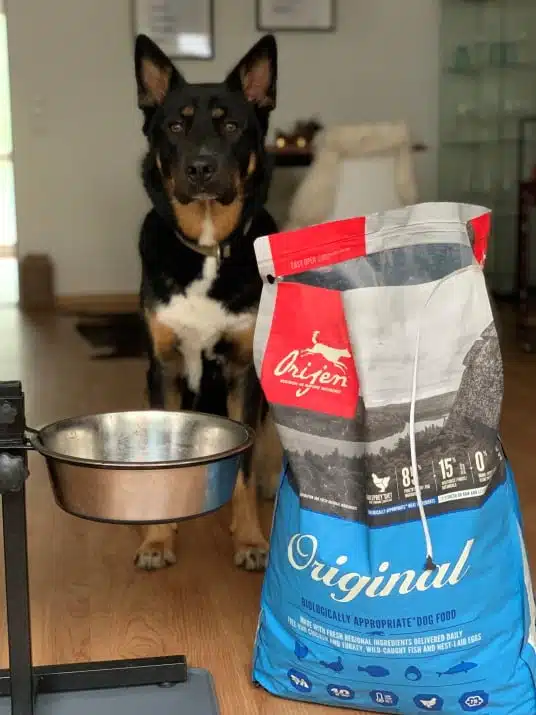 Community-Test-Hund Jack an seiner Futterbar mit dem Sack Original von ORIJEN.