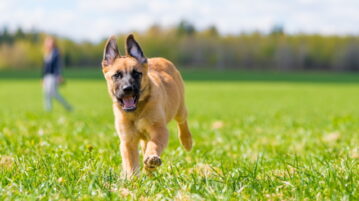 Hundeversicherung: Darauf solltest du achten Ein Schäferhundwelpe rennt auf einer grünen Wiese in Richtung Kamera.