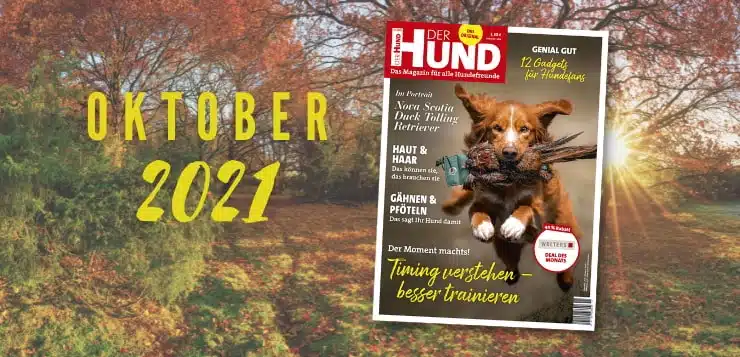 Hintergrund: Bunter Herbstwald im Sonnenschein. Vorne: Das Cover der Oktober-Ausgabe zeigt einen Toller mit Fasanen-Dummy.