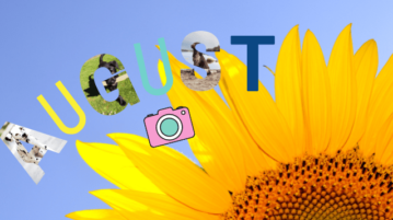 Die Gewinner der Fotowahl im August 2021