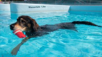 Hund schwimmt im Pool eines Freibads