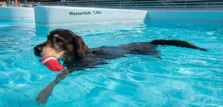 Hund schwimmt im Pool eines Freibads