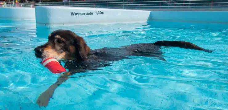Hund schwimmt im Pool eines Freibads