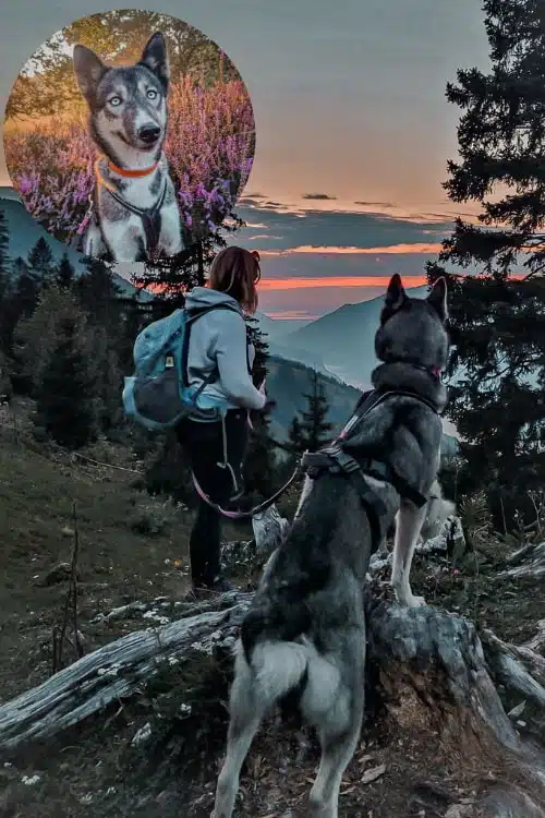 Husky und Frauchen im Gebirge genießen die Aussicht in der Dämmerung.