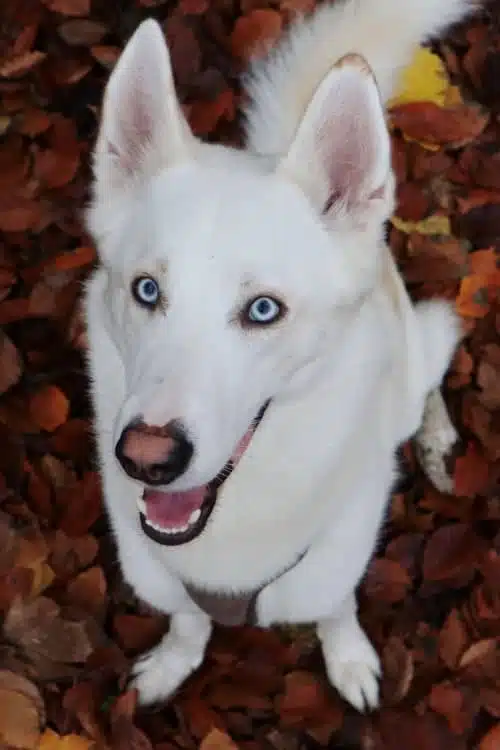 Der Weiße-Schäferhund-Husky-Mix Lupin sitzt auf braunem Herbstlaub und schaut nach oben in die Kamera.