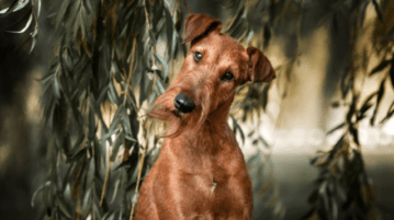 Ein Irish Terrier schaut mit schräggelegtem Kopf aufmerksam den/die Betrachter:in an.