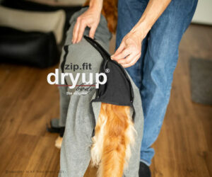 Einem Hund wird ein dry up Body Zip Fit Hundebademantel angezogen.