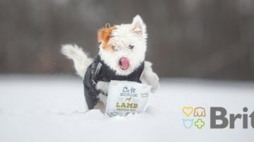 Ein Hund tollt im Schnee und schleckt sich die Schnauze ab