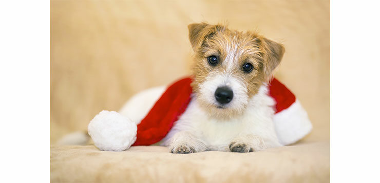 Ein Hund mit einer Weihnachtsmannmütze als Schal