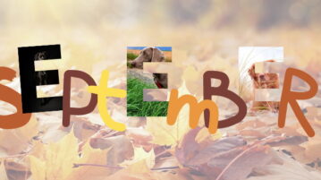 Das Wort September in Herbstfarben. Die "E"s zeigen Ausschnitte der 3 Fotos, die im September bei der Fotowahl die meisten Stimmen bekommen haben.