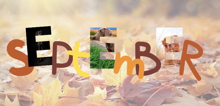 Das Wort September in Herbstfarben. Die "E"s zeigen Ausschnitte der 3 Fotos, die im September bei der Fotowahl die meisten Stimmen bekommen haben.