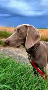 Weimaraner Neila (6 Monate) an der frischen Luft auf einem Feldweg
