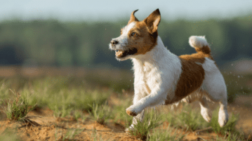 Ein Jack Russell Terrier rennt auf einer Wiese.