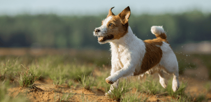 Ein Jack Russell Terrier rennt auf einer Wiese.