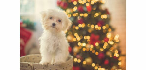 Ein Hund sitzt vor einem hell erleuchteten Weihnachtsbaum