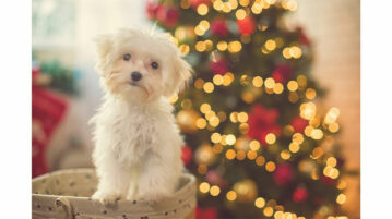 Ein Hund sitzt vor einem hell erleuchteten Weihnachtsbaum