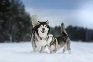 Alaskan Malamute Welpen im Schnee