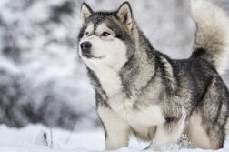 Alaskan Malamute im Schnee