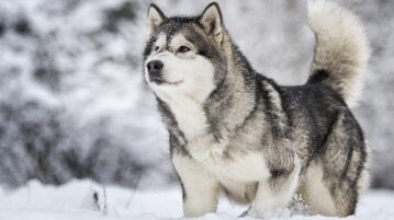 Alaskan Malamute im Schnee