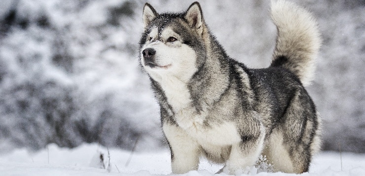 Alaskan Malamute im Schnee