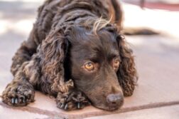 Ein brauner American Water Spaniel liegt im Schatten.